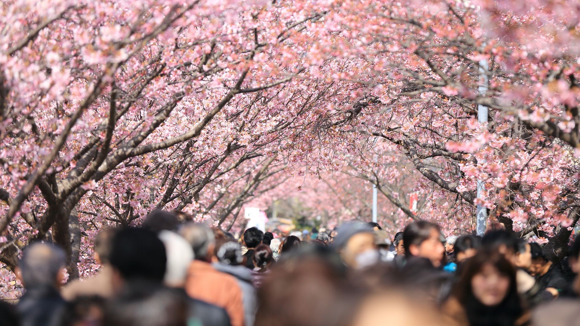 Hanami